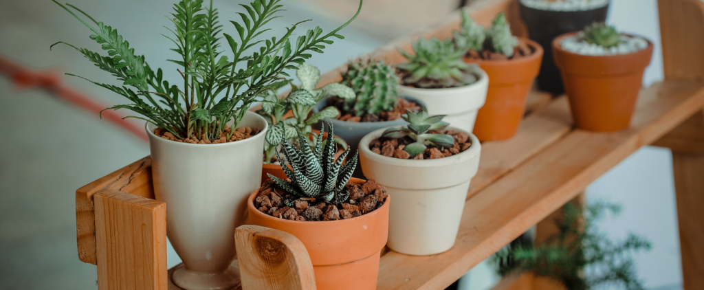 5 Money Magnet Plants for your Space: Attract Wealth & Prosperity