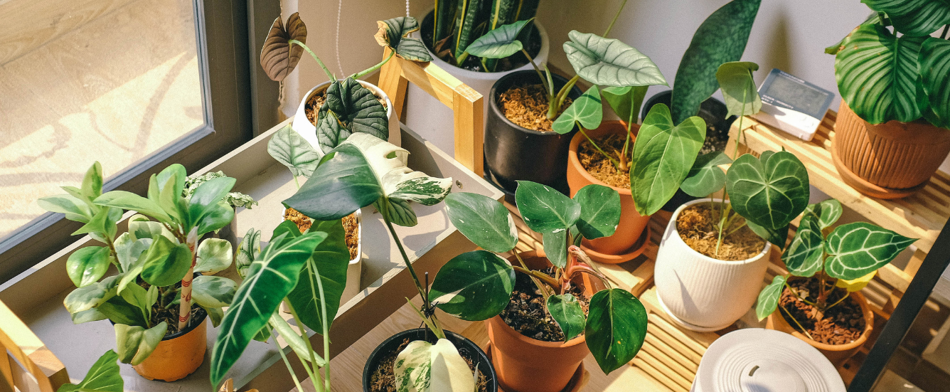 Top 5 Lucky Plants for Positive Vibrations in Vastu Shastra